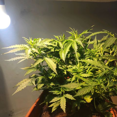 Maria Joana growlog timeline photo