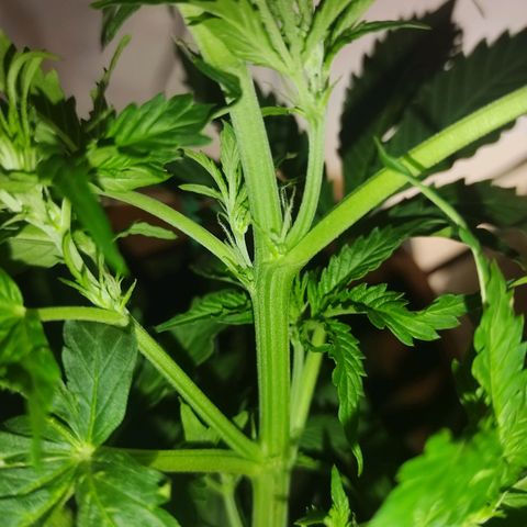 Maria Joana growlog timeline photo