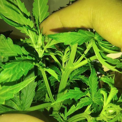 Maria Joana growlog timeline photo