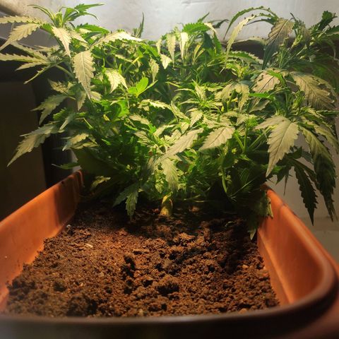 Maria Joana growlog timeline photo
