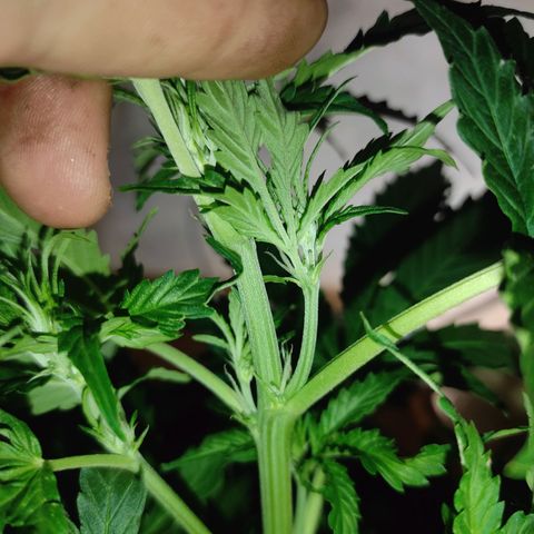 Maria Joana growlog timeline photo