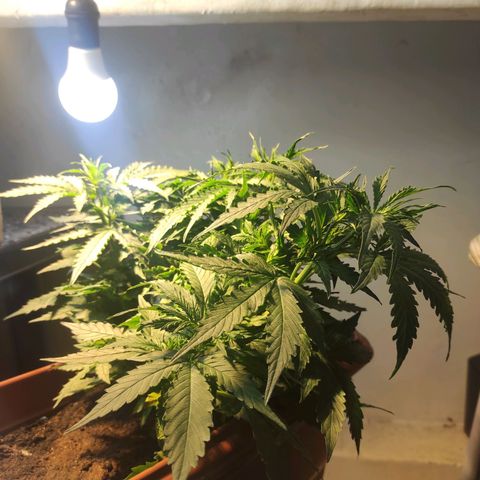 Maria Joana growlog timeline photo
