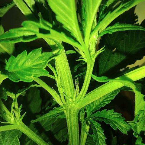 Maria Joana growlog timeline photo