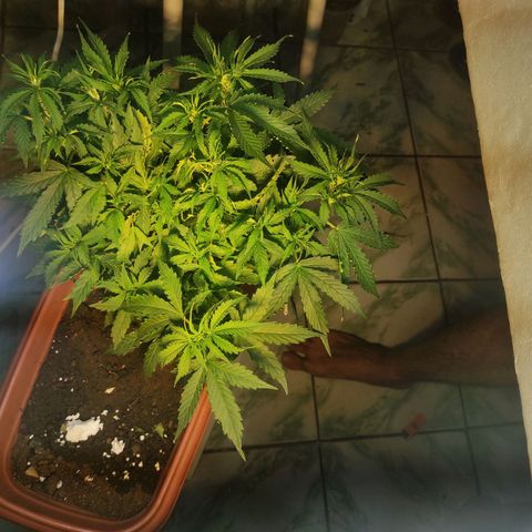 Maria Joana growlog timeline photo
