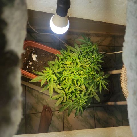 Maria Joana growlog timeline photo