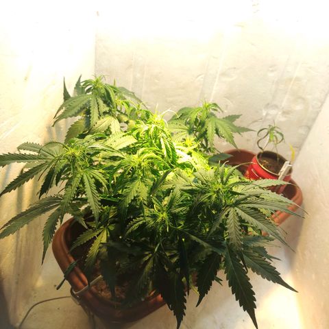 Maria Joana growlog timeline photo