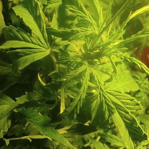 Maria Joana growlog timeline photo