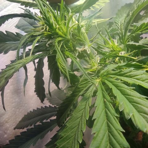 Maria Joana growlog timeline photo