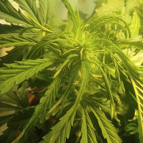 Maria Joana growlog timeline photo