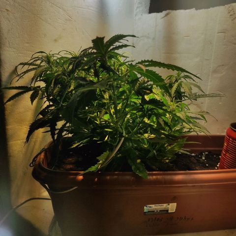 Maria Joana growlog timeline photo