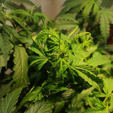 Maria Joana growlog timeline photo
