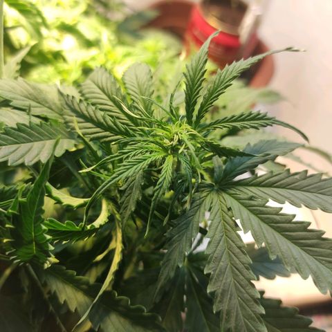 Maria Joana growlog timeline photo