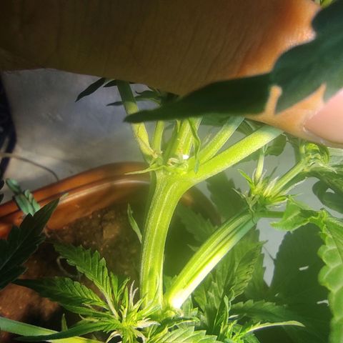 Maria Joana growlog timeline photo