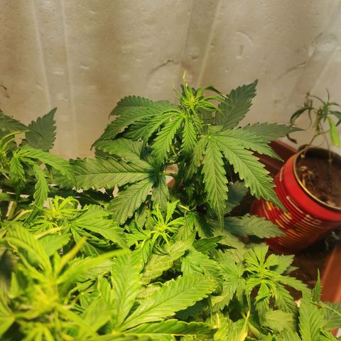 Maria Joana growlog timeline photo