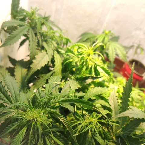 Maria Joana growlog timeline photo
