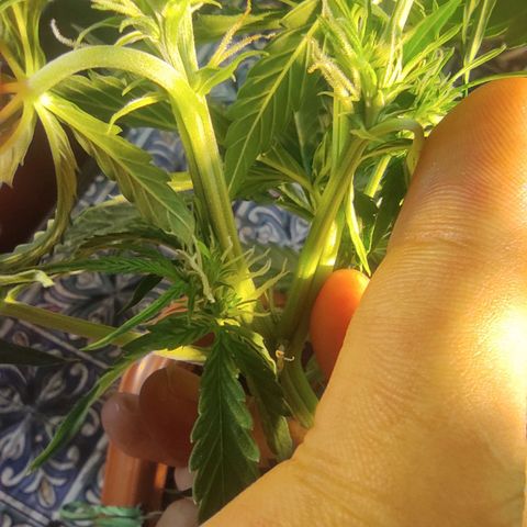 Maria Joana growlog timeline photo