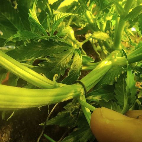 Maria Joana growlog timeline photo