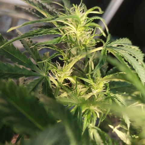 Maria Joana growlog timeline photo
