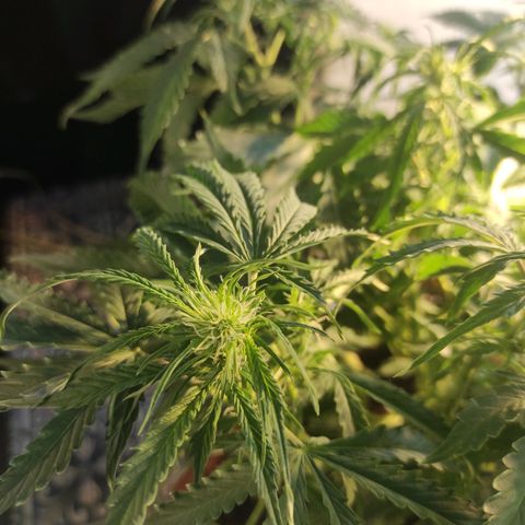 Maria Joana growlog timeline photo