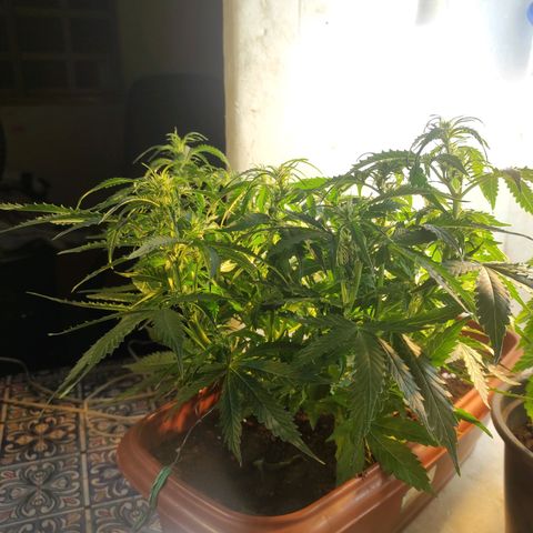 Maria Joana growlog timeline photo