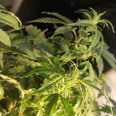Maria Joana growlog timeline photo