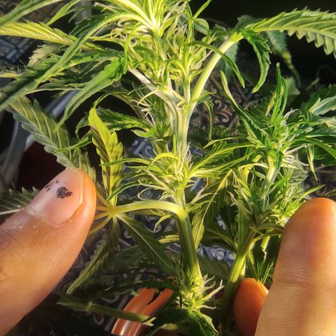 Maria Joana growlog timeline photo