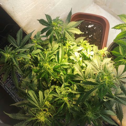 Maria Joana growlog timeline photo