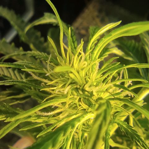 Maria Joana growlog timeline photo