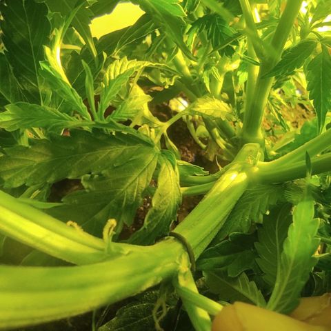 Maria Joana growlog timeline photo
