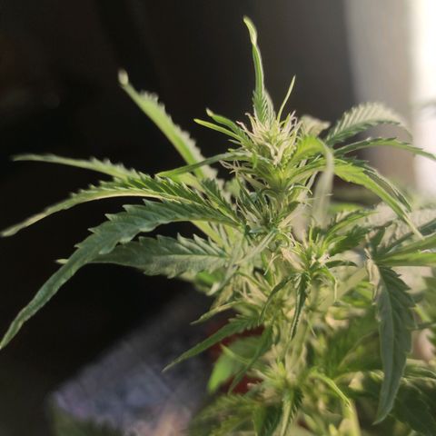 Maria Joana growlog timeline photo