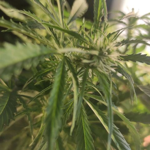 Maria Joana growlog timeline photo