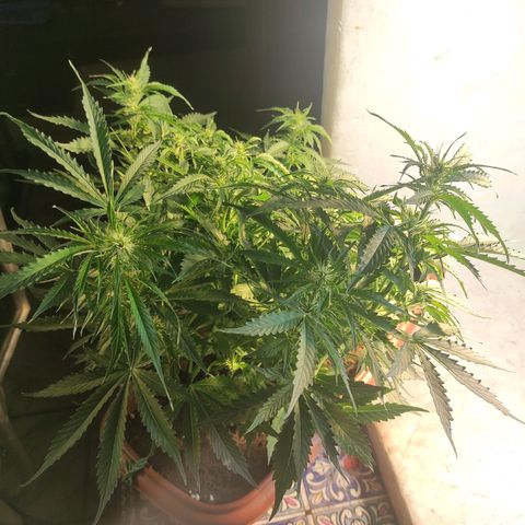 Maria Joana growlog timeline photo