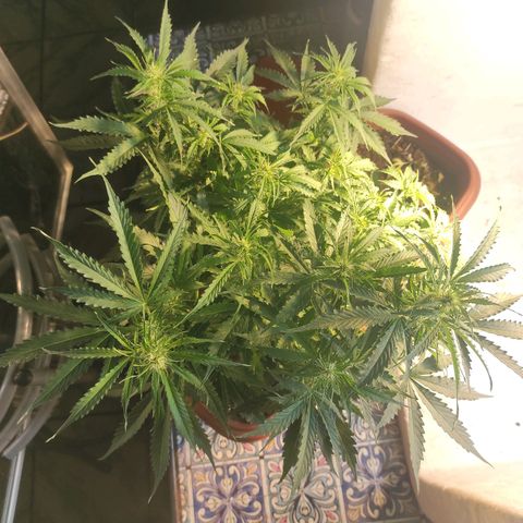 Maria Joana growlog timeline photo