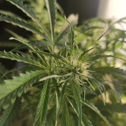 Maria Joana growlog timeline photo