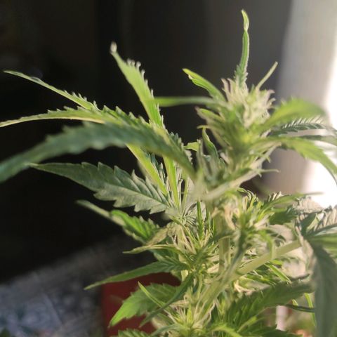 Maria Joana growlog timeline photo