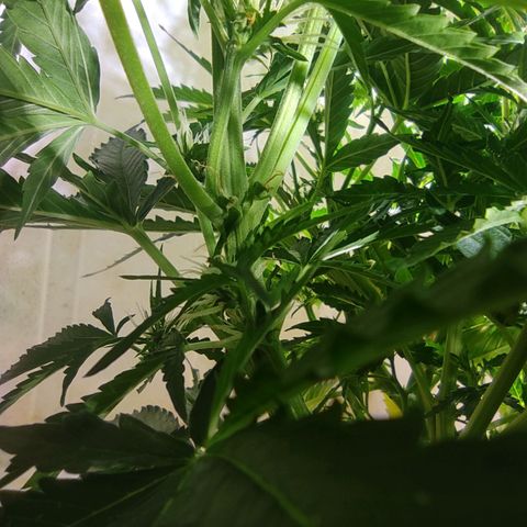 Maria Joana growlog timeline photo