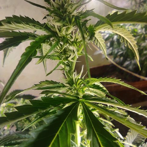 Maria Joana growlog timeline photo