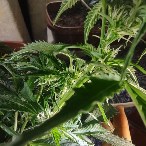 Maria Joana growlog timeline photo