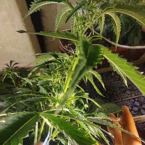 Maria Joana growlog timeline photo