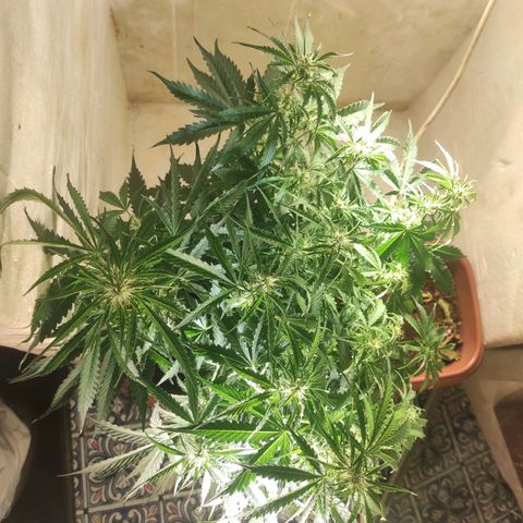 Maria Joana growlog timeline photo