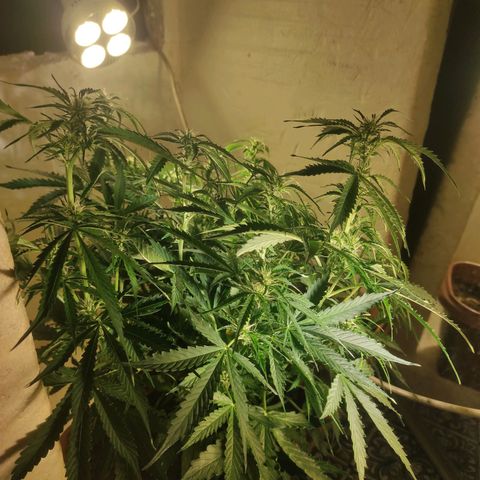 Maria Joana growlog timeline photo