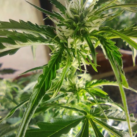 Maria Joana growlog timeline photo