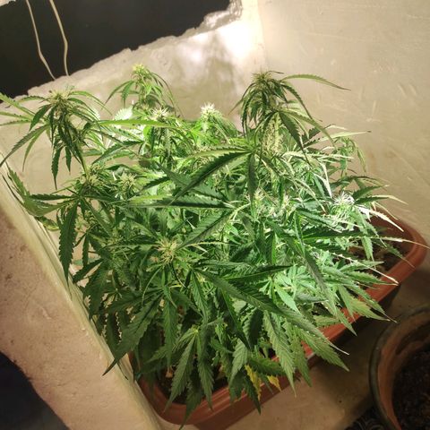 Maria Joana growlog timeline photo