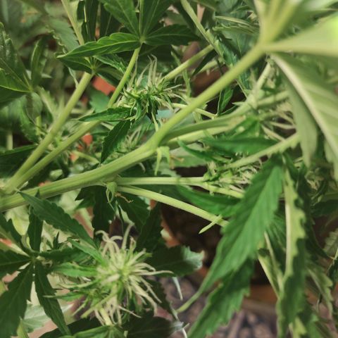 Maria Joana growlog timeline photo