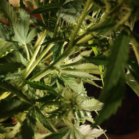 Maria Joana growlog timeline photo