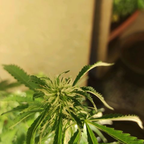 Maria Joana growlog timeline photo