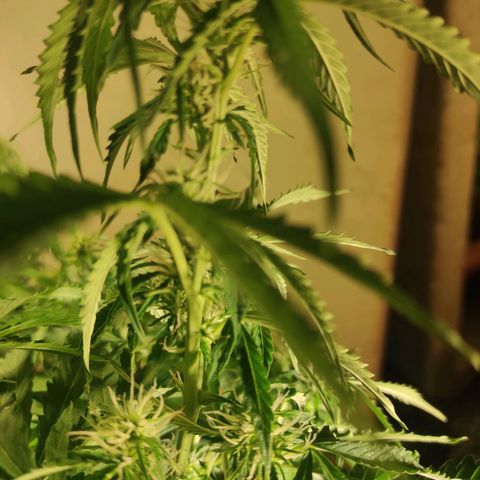 Maria Joana growlog timeline photo