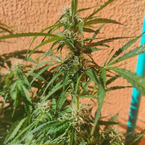 Maria Joana growlog timeline photo