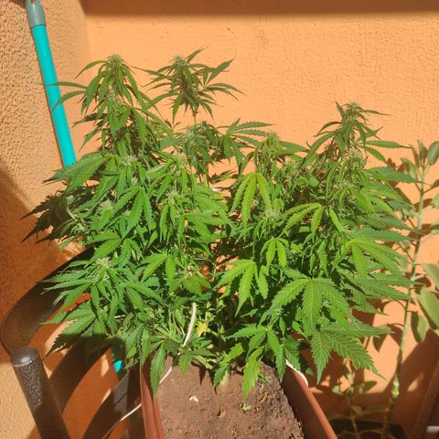 Maria Joana growlog timeline photo