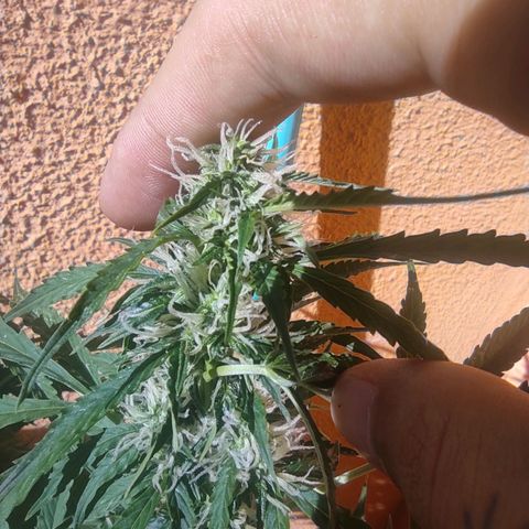 Maria Joana growlog timeline photo
